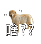 Golden Retriever Story 2（個別スタンプ：38）