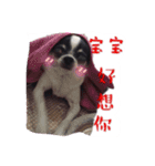 fei dog（個別スタンプ：13）