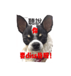 fei dog（個別スタンプ：14）