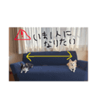 まいにちわわ（個別スタンプ：3）