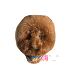 Poodle fat（個別スタンプ：1）