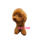 Poodle fat（個別スタンプ：2）