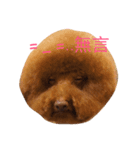 Poodle fat（個別スタンプ：3）