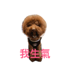 Poodle fat（個別スタンプ：6）