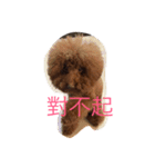 Poodle fat（個別スタンプ：8）