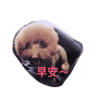 Poodle fat（個別スタンプ：10）