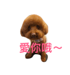 Poodle fat（個別スタンプ：11）