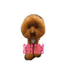 Poodle fat（個別スタンプ：14）