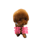 Poodle fat（個別スタンプ：16）