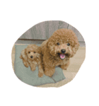 two puppies（個別スタンプ：16）