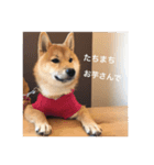 柴犬の梅ちゃん（広島弁お食事ver.）（個別スタンプ：2）