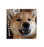 柴犬の梅ちゃん（広島弁お食事ver.）（個別スタンプ：10）