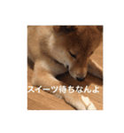 柴犬の梅ちゃん（広島弁お食事ver.）（個別スタンプ：14）