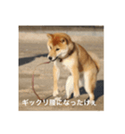 柴犬の梅ちゃん（広島弁）（個別スタンプ：3）