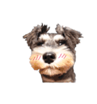 2nd.Eru of the miniature schnauzer（個別スタンプ：1）