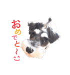 2nd.Eru of the miniature schnauzer（個別スタンプ：2）