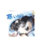 2nd.Eru of the miniature schnauzer（個別スタンプ：3）