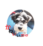 2nd.Eru of the miniature schnauzer（個別スタンプ：4）