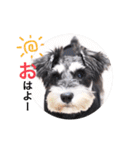 2nd.Eru of the miniature schnauzer（個別スタンプ：6）