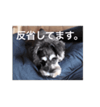 2nd.Eru of the miniature schnauzer（個別スタンプ：7）