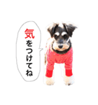 2nd.Eru of the miniature schnauzer（個別スタンプ：10）