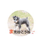 2nd.Eru of the miniature schnauzer（個別スタンプ：13）