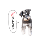 2nd.Eru of the miniature schnauzer（個別スタンプ：14）