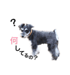 2nd.Eru of the miniature schnauzer（個別スタンプ：15）