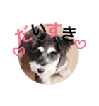 2nd.Eru of the miniature schnauzer（個別スタンプ：17）