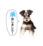 2nd.Eru of the miniature schnauzer（個別スタンプ：20）