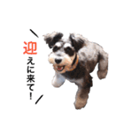 2nd.Eru of the miniature schnauzer（個別スタンプ：21）