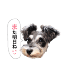 2nd.Eru of the miniature schnauzer（個別スタンプ：22）