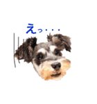 2nd.Eru of the miniature schnauzer（個別スタンプ：23）