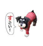 2nd.Eru of the miniature schnauzer（個別スタンプ：25）