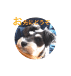 2nd.Eru of the miniature schnauzer（個別スタンプ：30）