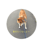 柴犬ハチ13歳（個別スタンプ：7）