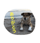 保護犬さっちゃん（個別スタンプ：1）