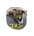 保護犬さっちゃん（個別スタンプ：2）