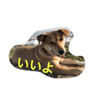 保護犬さっちゃん（個別スタンプ：3）