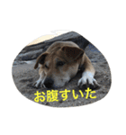 保護犬さっちゃん（個別スタンプ：12）