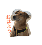 保護犬さっちゃん（個別スタンプ：14）