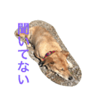 保護犬さっちゃん（個別スタンプ：30）