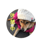 保護犬さっちゃん（個別スタンプ：37）