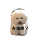 bad dog A little cute（個別スタンプ：4）