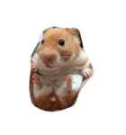 hamster:3（個別スタンプ：3）