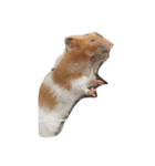 hamster:3（個別スタンプ：4）