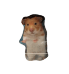 hamster:3（個別スタンプ：8）