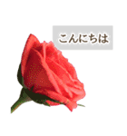 薔薇(バラ)の花だけで40種『上品ローズ』（個別スタンプ：3）