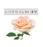 薔薇(バラ)の花だけで40種『上品ローズ』（個別スタンプ：6）