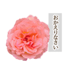 薔薇(バラ)の花だけで40種『上品ローズ』（個別スタンプ：7）